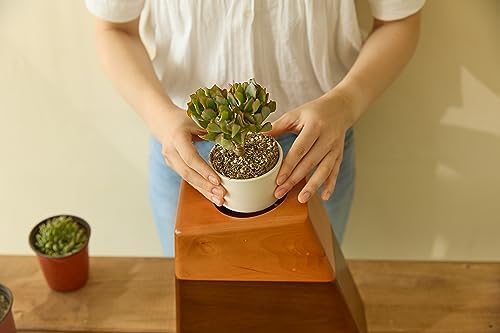 AspenStudio Plant Urn for Human Ashes Cremation