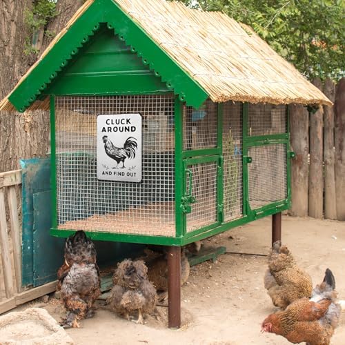 Funny Chicken Wall Decor Metal Sign Farmhouse Gift Cluck Around and Find Out Poster