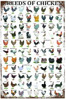 Funny Chicken Sign Metal Coop Decor Wall Plaque