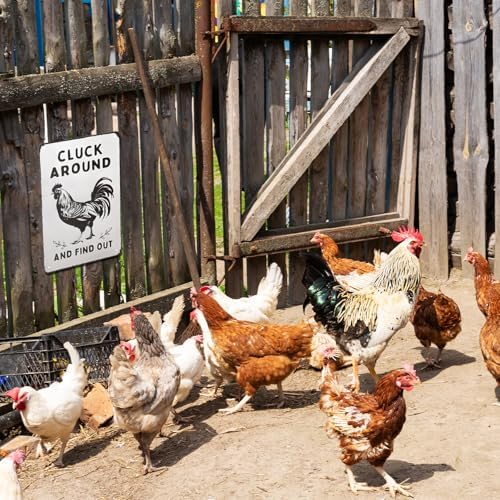 Funny Chicken Wall Decor Metal Sign Farmhouse Gift Cluck Around and Find Out Poster